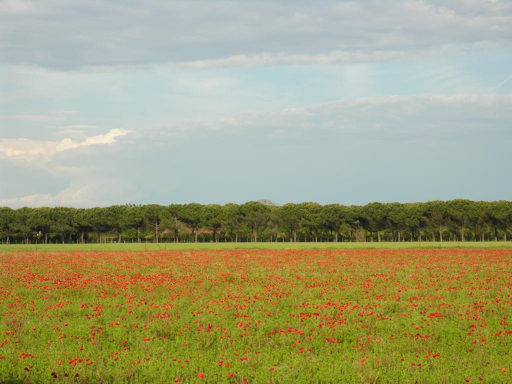 Appartamenti Mirella Bibione Kültér fotó